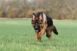 BERGER ALLEMAND 537